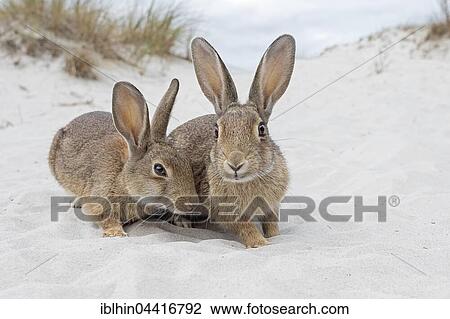 Wild rabbits (Oryctolagus cuniculus), beach dunes, Mecklenburg-Western Pomerania, Germany, Europe View Large Photo Image Stock Image - Wild rabbits (Oryctolagus cuniculus), beach dunes, Mecklenburg-Western Pomerania, Germany, Europe. Fotosearch