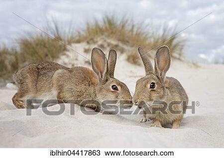 Wild rabbits (Oryctolagus cuniculus), beach dunes, Mecklenburg-Western Pomerania, Germany, Europe View Large Photo Image Stock Image - Wild rabbits (Oryctolagus cuniculus), beach dunes, Mecklenburg-Western Pomerania, Germany, Europe. Fotosearch