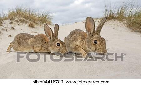 Stock Photo - Wild rabbits (Oryctolagus cuniculus), beach dunes, Mecklenburg-Western Pomerania, Germany, Europe. Fotosearch