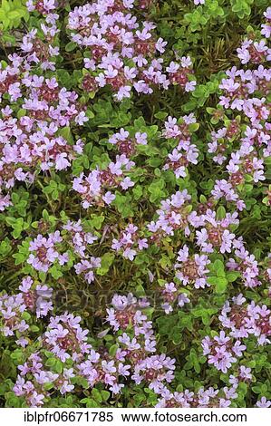 Wild thyme (Thymus serpyllum), Breckland thyme, Switzerland, Europe View Large Photo Image Stock Photography - Wild thyme (Thymus serpyllum), Breckland thyme, Switzerland, Europe. Fotosearch