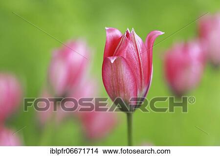 Wild tulips, Switzerland, Europe View Large Photo Image Picture - Wild tulips, Switzerland, Europe. Fotosearch