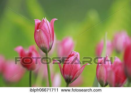Wild tulips, Switzerland, Europe View Large Photo Image Stock Image - Wild tulips, Switzerland, Europe. Fotosearch