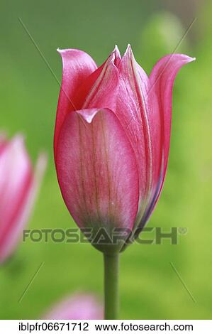 Wild tulips, Switzerland, Europe View Large Photo Image Stock Image - Wild tulips, Switzerland, Europe. Fotosearch