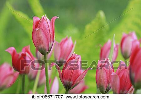 Wild tulips, Switzerland, Europe View Large Photo Image Stock Photo - Wild tulips, Switzerland, Europe. Fotosearch