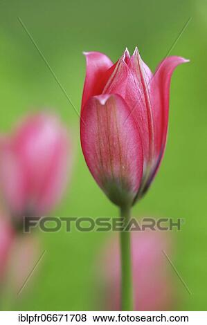 Wild tulips, Switzerland, Europe View Large Photo Image Stock Photo - Wild tulips, Switzerland, Europe. Fotosearch