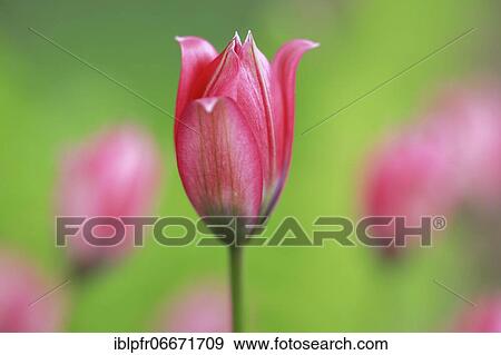 Wild tulips, Switzerland, Europe View Large Photo Image Stock Photo - Wild tulips, Switzerland, Europe. Fotosearch