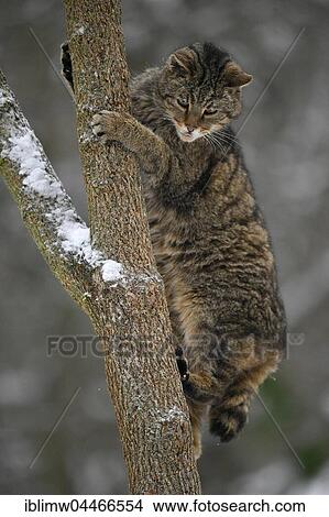 Picture - Wildcat (Felis silvestris) climbing tree, winter, captive. Fotosearch