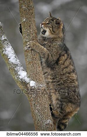Stock Photograph - Wildcat (Felis silvestris) climbing tree, winter, captive. Fotosearch