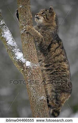 Wildcat (Felis silvestris) climbing tree, winter, captive View Large Photo Image Stock Photography - Wildcat (Felis silvestris) climbing tree, winter, captive. Fotosearch