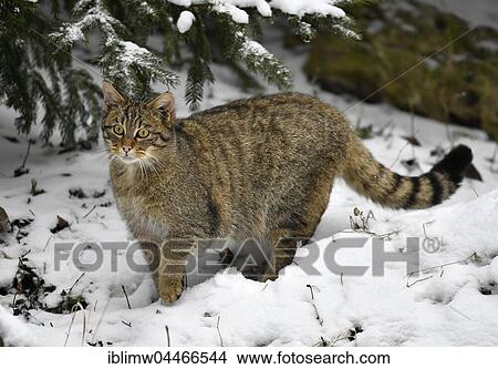 Wildcat (Felis silvestris) in snow, captive View Large Photo Image Picture - Wildcat (Felis silvestris) in snow, captive. Fotosearch
