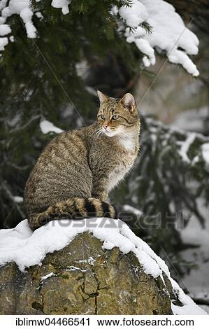 Stock Image - Wildcat (Felis silvestris) sitting on stone, winter, captive. Fotosearch