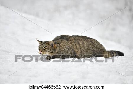 Wildcat (Felis silvestris) stalking in snow, captive View Large Photo Image Stock Image - Wildcat (Felis silvestris) stalking in snow, captive. Fotosearch