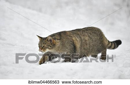 Stock Image - Wildcat (Felis silvestris) stalking in snow, captive. Fotosearch