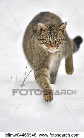 Stock Photograph - Wildcat (Felis silvestris) walking in snow, captive. Fotosearch