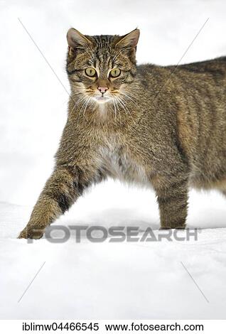 Wildcat (Felis silvestris) walking in snow, captive View Large Photo Image Stock Photography - Wildcat (Felis silvestris) walking in snow, captive. Fotosearch