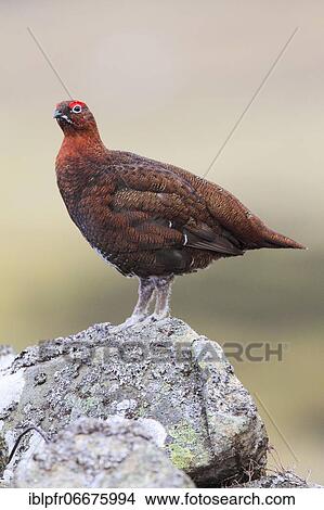 Willow Grouse, Scottish Willow Grouse (Lagopus lagopus scoticus), Red Grouse, Cairngorms NP, Scotland, Great Britain View Large Photo Image Picture - Willow Grouse, Scottish Willow Grouse (Lagopus lagopus scoticus), Red Grouse, Cairngorms NP, Scotland, Great Britain. Fotosearch