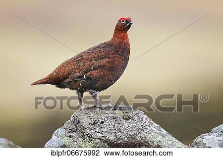 Willow Grouse, Scottish Willow Grouse (Lagopus lagopus scoticus), Red Grouse, Cairngorms NP, Scotland, Great Britain View Large Photo Image Stock Image - Willow Grouse, Scottish Willow Grouse (Lagopus lagopus scoticus), Red Grouse, Cairngorms NP, Scotland, Great Britain. Fotosearch