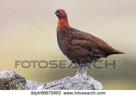 Stock Image - Willow Grouse, Scottish Willow Grouse (Lagopus lagopus scoticus), Red Grouse, Cairngorms NP, Scotland, Great Britain. Fotosearch