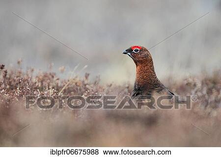 Stock Photo - Willow Grouse, Scottish Willow Grouse (Lagopus lagopus scoticus), Red Grouse, Cairngorms NP, Scotland, Great Britain. Fotosearch