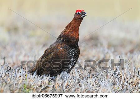 Willow Grouse, Scottish Willow Grouse (Lagopus lagopus scoticus), Red Grouse, Cairngorms NP, Scotland, Great Britain View Large Photo Image Stock Photo - Willow Grouse, Scottish Willow Grouse (Lagopus lagopus scoticus), Red Grouse, Cairngorms NP, Scotland, Great Britain. Fotosearch