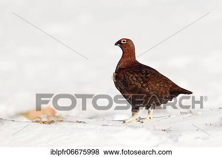 Willow Grouse, Scottish Willow Grouse (Lagopus lagopus scoticus), Red Grouse, Cairngorms NP, Scotland, Great Britain View Large Photo Image Stock Photo - Willow Grouse, Scottish Willow Grouse (Lagopus lagopus scoticus), Red Grouse, Cairngorms NP, Scotland, Great Britain. Fotosearch