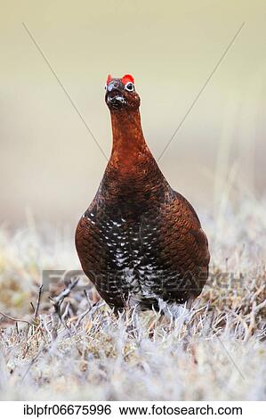 Willow Grouse, Scottish Willow Grouse (Lagopus lagopus scoticus), Red Grouse, Cairngorms NP, Scotland, Great Britain View Large Photo Image Stock Photograph - Willow Grouse, Scottish Willow Grouse (Lagopus lagopus scoticus), Red Grouse, Cairngorms NP, Scotland, Great Britain. Fotosearch