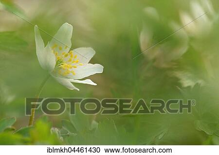 Windflower (Anemone nemorosa), Hesse, Germany, Europe View Large Photo Image Stock Image - Windflower (Anemone nemorosa), Hesse, Germany, Europe. Fotosearch