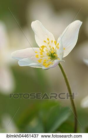 Windflower (Anemone nemorosa), Hesse, Germany, Europe View Large Photo Image Stock Photo - Windflower (Anemone nemorosa), Hesse, Germany, Europe. Fotosearch