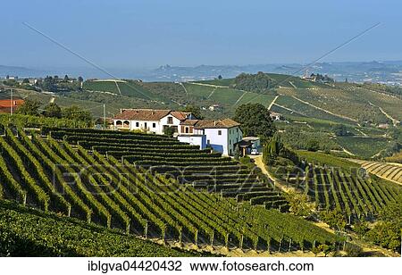 Stock Image - Winery and vineyards of Nebbiolo grapes for Barbaresco red wine, Treiso, Piedmont, Italy, Europe. Fotosearch