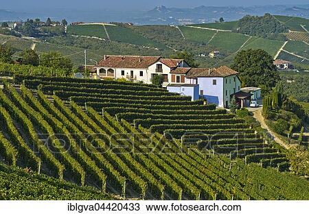 Winery and vineyards of Nebbiolo grapes for Barbaresco red wine, Treiso, Piedmont, Italy, Europe View Large Photo Image Stock Image - Winery and vineyards of Nebbiolo grapes for Barbaresco red wine, Treiso, Piedmont, Italy, Europe. Fotosearch