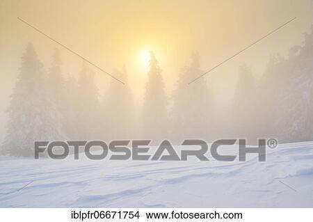 Winter forest in fog, Switzerland, Europe View Large Photo Image Picture - Winter forest in fog, Switzerland, Europe. Fotosearch