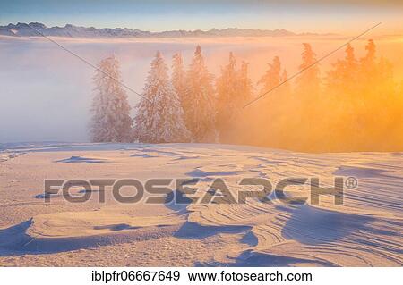 Stock Photo - Winter forest in fog, Switzerland, Europe. Fotosearch
