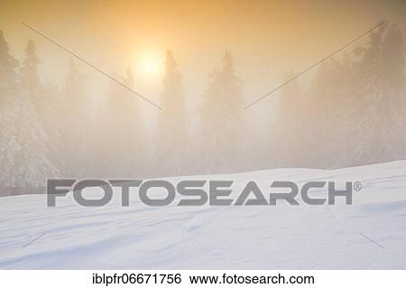 Winter forest in fog, Switzerland, Europe View Large Photo Image Stock Photograph - Winter forest in fog, Switzerland, Europe. Fotosearch