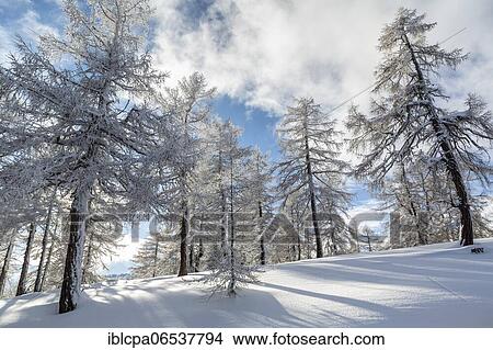 Picture - Winter landscape, forest, back light, owl meadows, Gleinser Berg, Mieders, Innsbruck-Land, Tyrol, Austria, Europe. Fotosearch