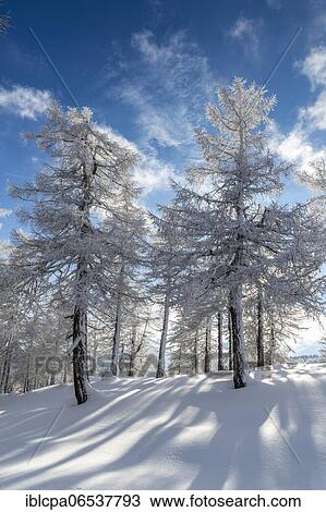 Stock Image - Winter landscape, forest, back light, owl meadows, Gleinser Berg, Mieders, Innsbruck-Land, Tyrol, Austria, Europe. Fotosearch