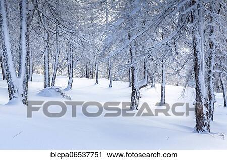 Winter landscape, forest, owl meadows, Gleinser Berg, Mieders, Innsbruck-Land, Tyrol, Austria, Europe View Large Photo Image Stock Image - Winter landscape, forest, owl meadows, Gleinser Berg, Mieders, Innsbruck-Land, Tyrol, Austria, Europe. Fotosearch