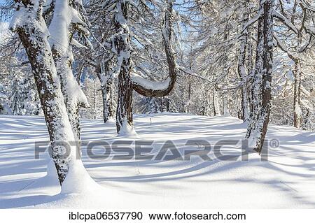 Stock Image - Winter landscape, forest, owl meadows, Gleinser Berg, Mieders, Innsbruck-Land, Tyrol, Austria, Europe. Fotosearch