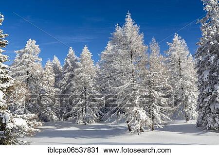 Winter landscape, forest, owl meadows, Gleinser Berg, Mieders, Innsbruck-Land, Tyrol, Austria, Europe View Large Photo Image Stock Image - Winter landscape, forest, owl meadows, Gleinser Berg, Mieders, Innsbruck-Land, Tyrol, Austria, Europe. Fotosearch