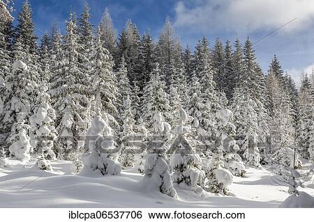 Winter landscape, forest, owl meadows, Gleinser Berg, Mieders, Innsbruck-Land, Tyrol, Austria, Europe View Large Photo Image Stock Photograph - Winter landscape, forest, owl meadows, Gleinser Berg, Mieders, Innsbruck-Land, Tyrol, Austria, Europe. Fotosearch