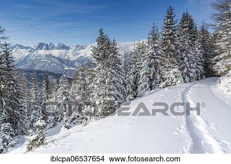 Winter landscape, forest, trace of snowshoes, in the back Kalkkögel, owl meadows, Gleinser Berg, Mieders, Innsbruck-Land, Tyrol, Austria, Europe View Large Photo Image Picture - Winter landscape, forest, trace of snowshoes, in the back Kalkkögel, owl meadows, Gleinser Berg, Mieders, Innsbruck-Land, Tyrol, Austria, Europe. Fotosearch