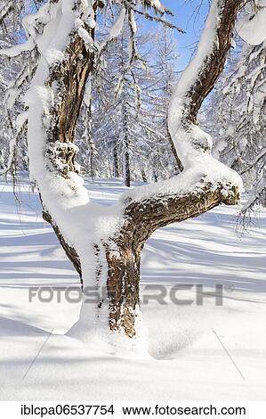 Picture - Winter landscape, tree, owl meadows, Gleinser Berg, Mieders, Innsbruck-Land, Tyrol, Austria, Europe. Fotosearch