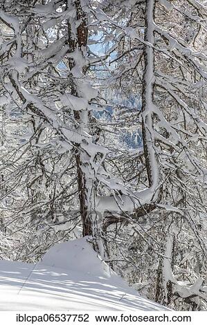 Stock Image - Winter landscape, tree, owl meadows, Gleinser Berg, Mieders, Innsbruck-Land, Tyrol, Austria, Europe. Fotosearch