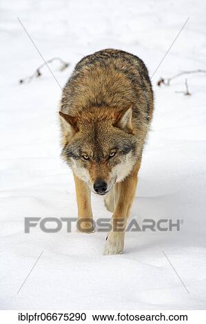 Wolf, Common Wolf, European Wolf (Canis lupus lupus), European Wolf, in winter, Bavarian Forest National Park, Germany, Europe View Large Photo Image Stock Image - Wolf, Common Wolf, European Wolf (Canis lupus lupus), European Wolf, in winter, Bavarian Forest National Park, Germany, Europe. Fotosearch