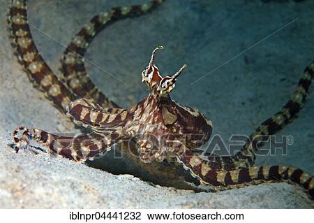Wonderpus octopus (Wonderpus photogenicus), Bunaken National Park, Sulawesi, Celebes Sea, Indian Ocean, Indonesia, Asia View Large Photo Image Stock Image - Wonderpus octopus (Wonderpus photogenicus), Bunaken National Park, Sulawesi, Celebes Sea, Indian Ocean, Indonesia, Asia. Fotosearch