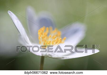 Wood anemone (Wood anemones nemorosa), Wood anemone, Switzerland, Europe View Large Photo Image Stock Image - Wood anemone (Wood anemones nemorosa), Wood anemone, Switzerland, Europe. Fotosearch