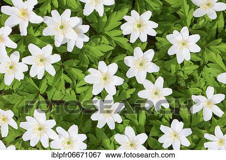 Wood anemone (Wood anemones nemorosa), Wood anemone, Switzerland, Europe View Large Photo Image Stock Photo - Wood anemone (Wood anemones nemorosa), Wood anemone, Switzerland, Europe. Fotosearch
