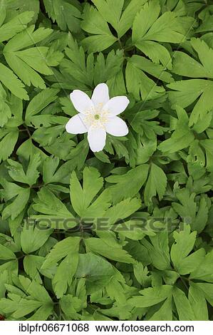 Wood anemone (Wood anemones nemorosa), Wood anemone, Switzerland, Europe View Large Photo Image Stock Photo - Wood anemone (Wood anemones nemorosa), Wood anemone, Switzerland, Europe. Fotosearch