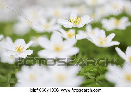 Stock Photograph - Wood anemone (Wood anemones nemorosa), Wood anemone, Switzerland, Europe. Fotosearch