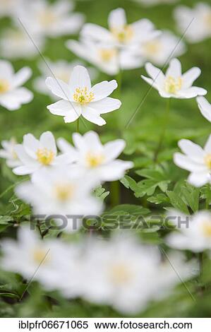 Wood anemone (Wood anemones nemorosa), Wood anemone, Switzerland, Europe View Large Photo Image Stock Photography - Wood anemone (Wood anemones nemorosa), Wood anemone, Switzerland, Europe. Fotosearch