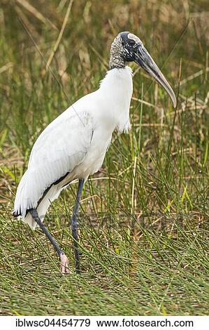 Stock Photo - Wood stork (Mycteria americana), in reeds, Everglades National Park, Florida, USA, North America. Fotosearch